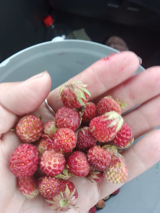 Продам лесную землянику