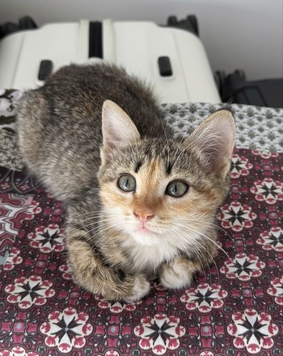 Котенок девочка 2 мес