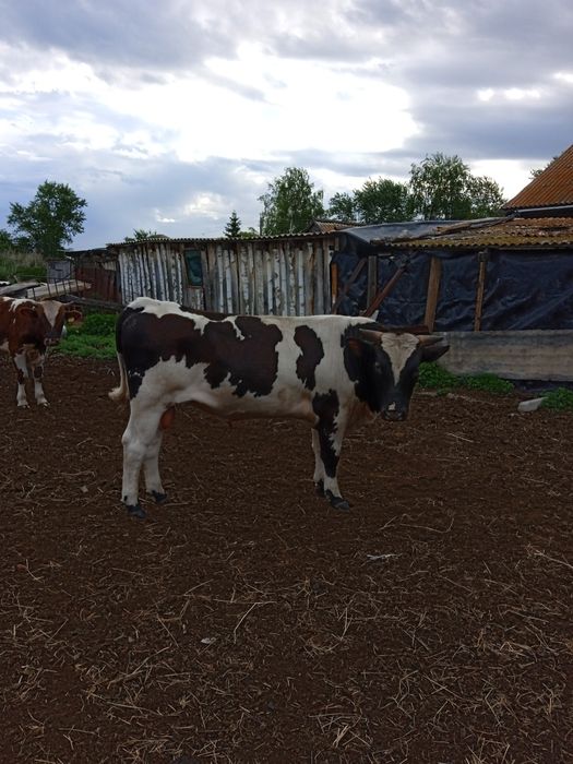 Продам быка 15 месяцев