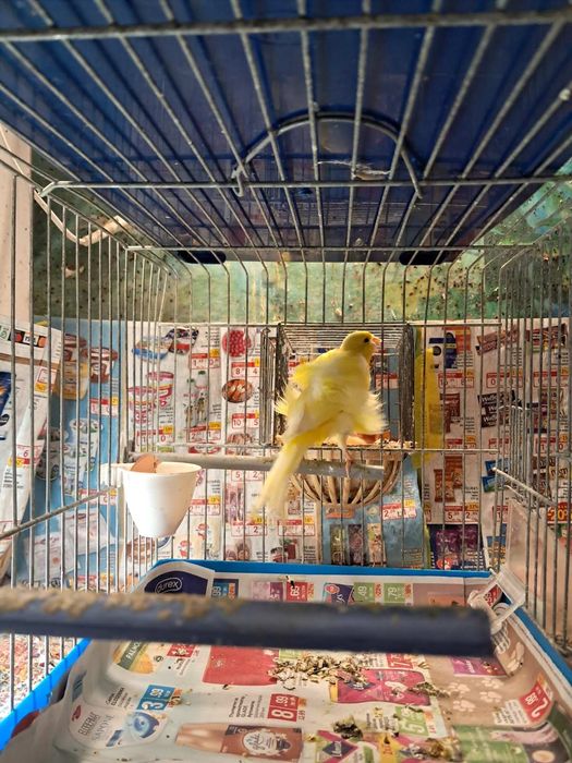 Продавам канарчета