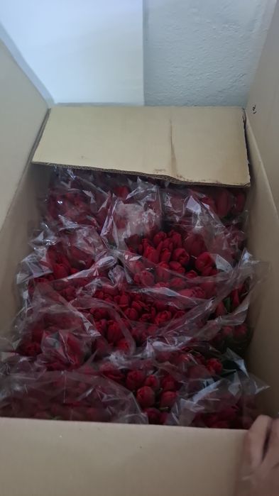 Тюльпан оптом Беларусь