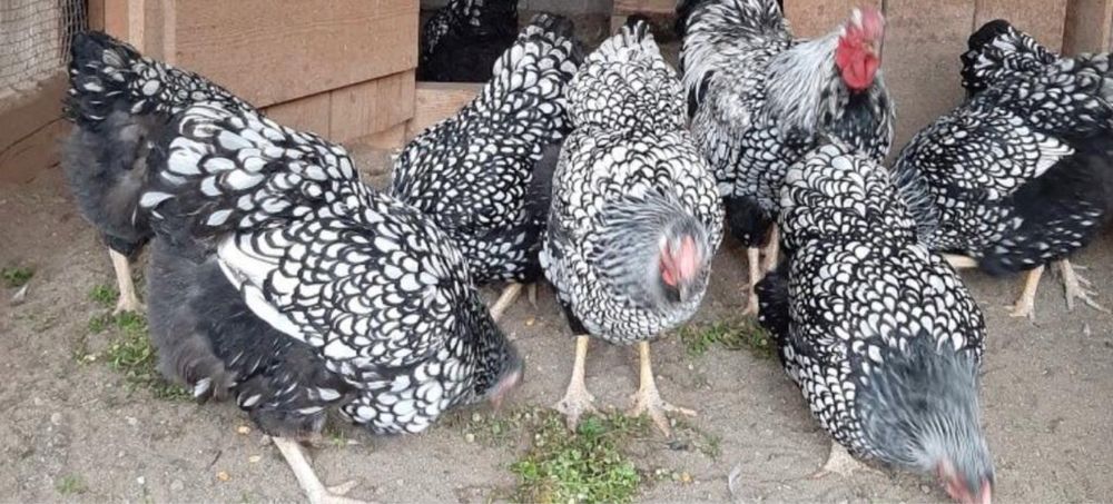 Familii de gaini 3+1 rase mari 1 an