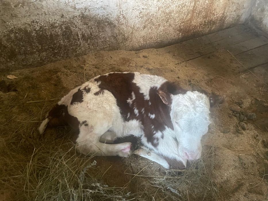 Бұзау сатамын үш айлық