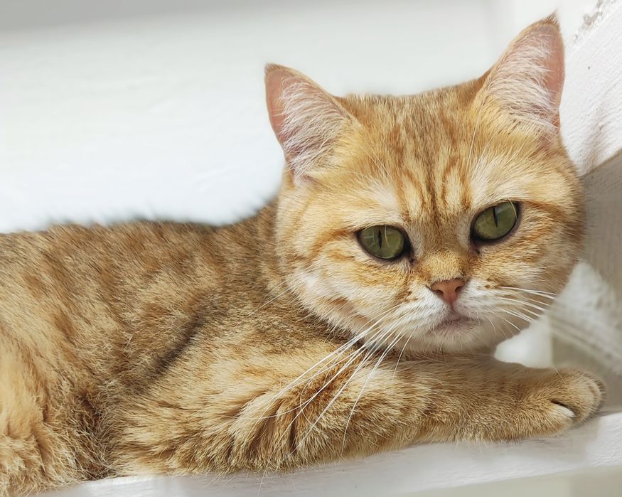 КоТики БриТансКие зоЛоТо