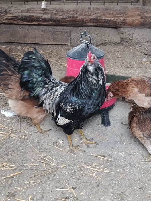 Ouă pt incubat Ameraucana