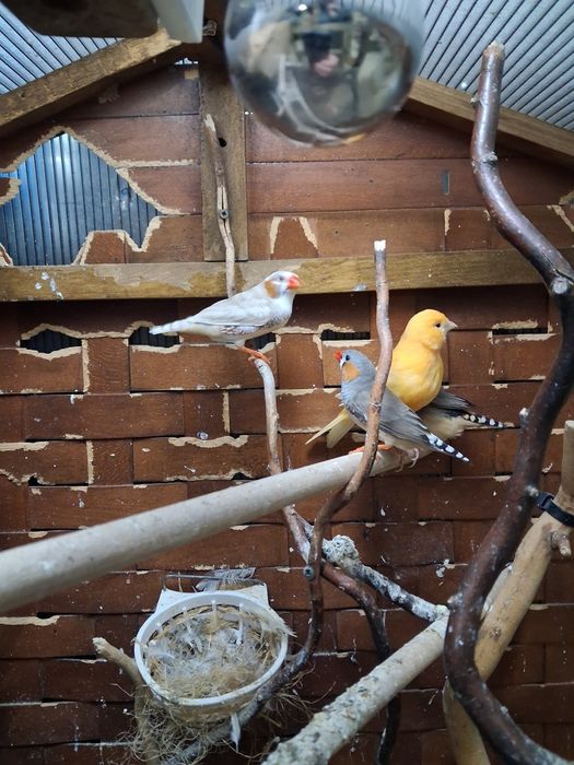 Canari si zebre de vanzare