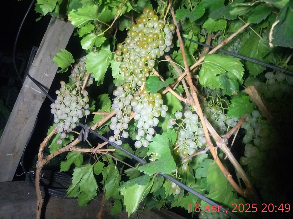 Продам саженцы  винограда .