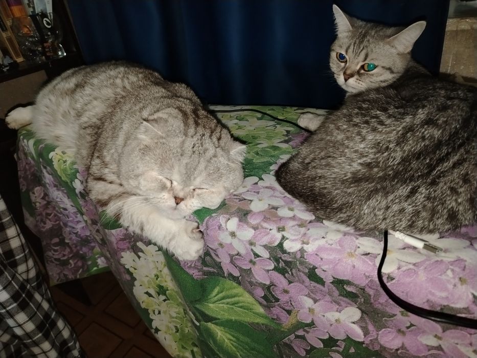 Опытный шотландский кот. Вязка.