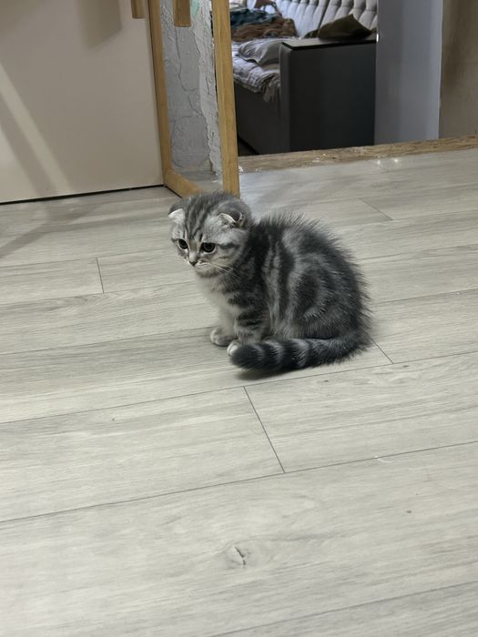Продам котенка девочка