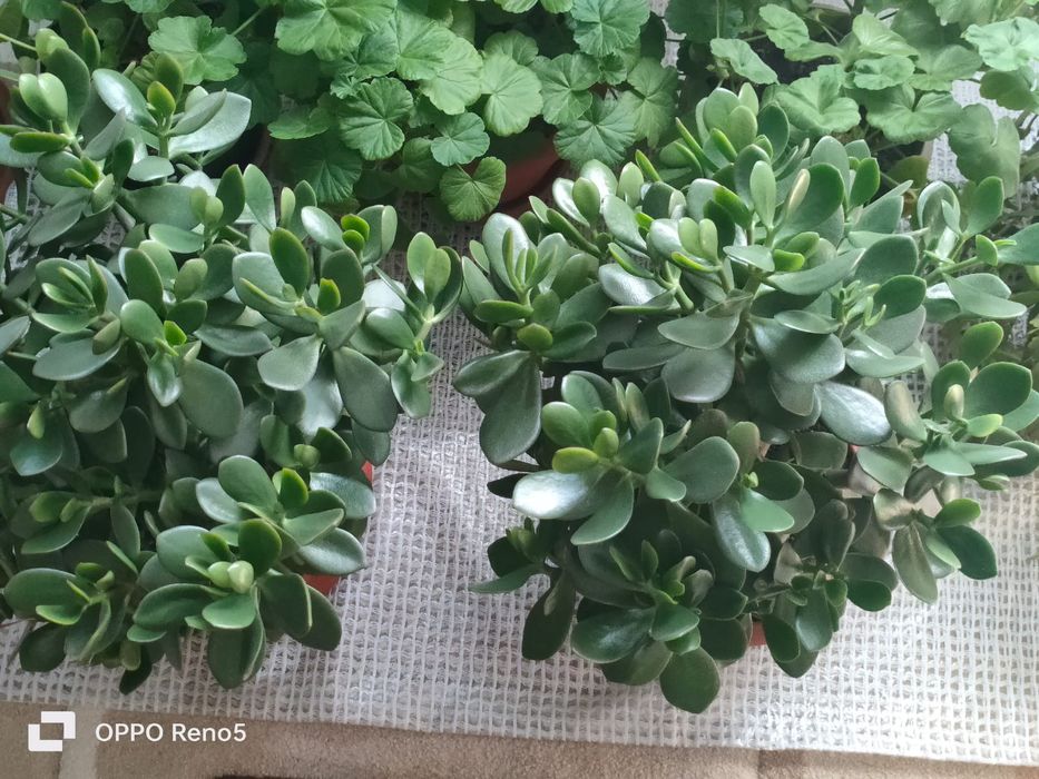 Продам цветок денежное дерево.