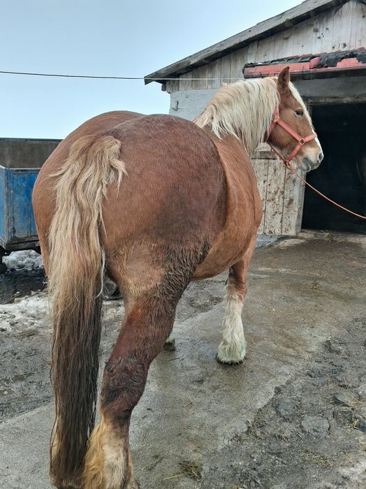 De vânzare iapa gestanta