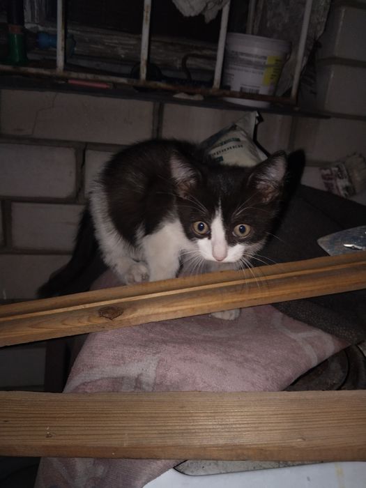 Отдам котят даром