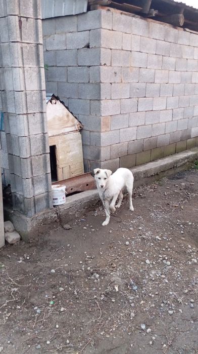 сабака 7-9 месяц мальчик