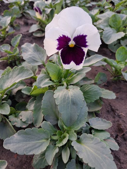 Цветни теменужки