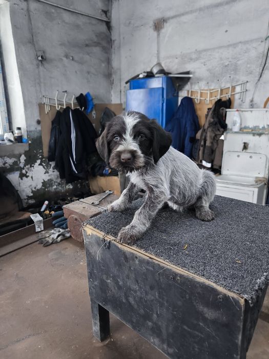 Продам щенят Дойч дредхар