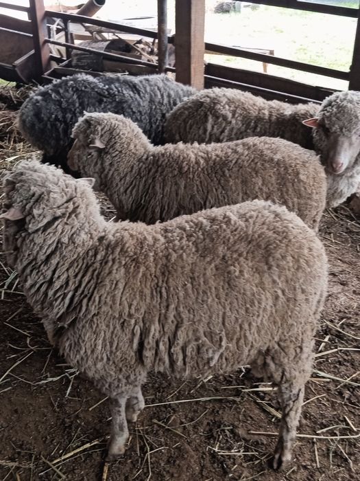 Қошқар және мерионастар сатылады.