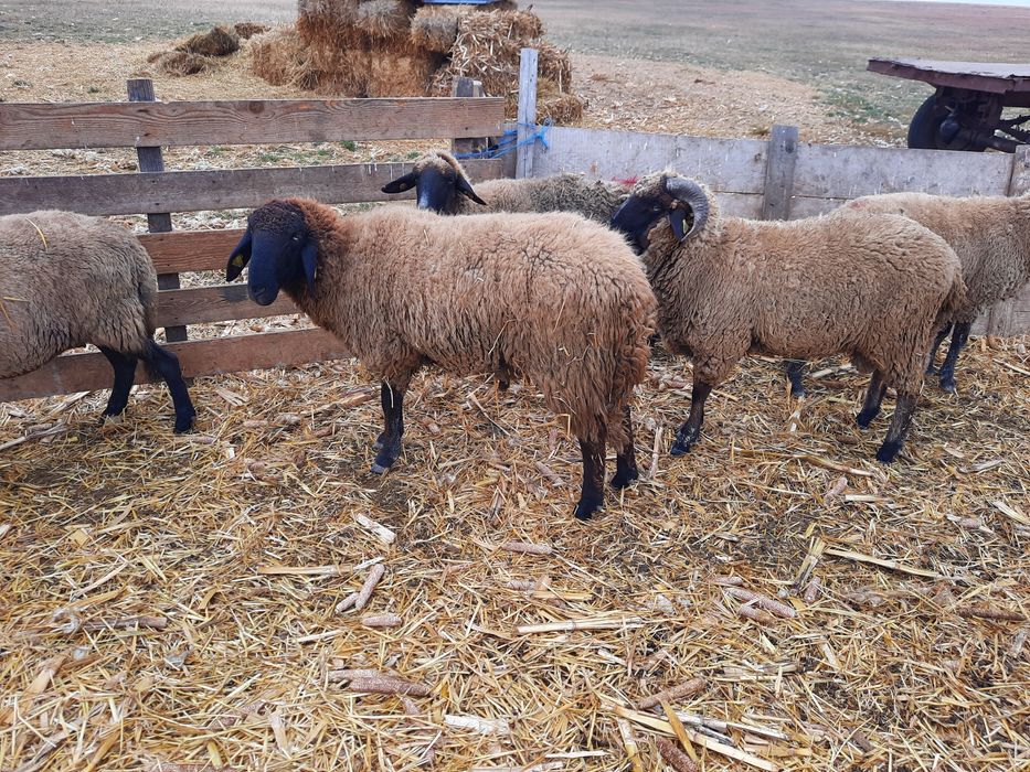 Berbeci rasa Carabas