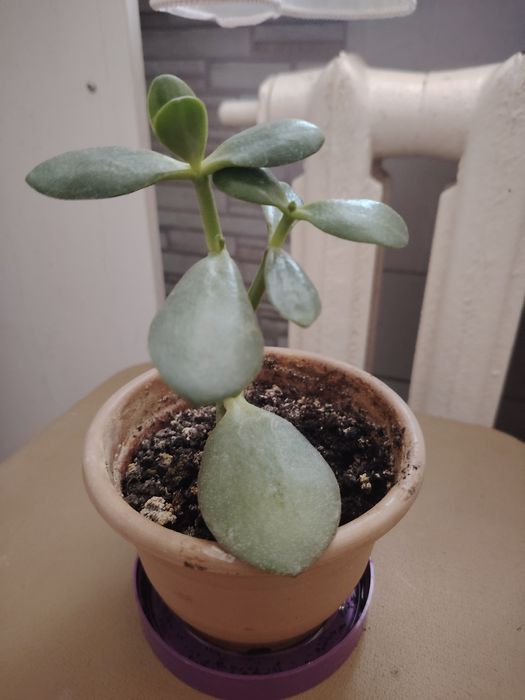 Продам комнатные растения