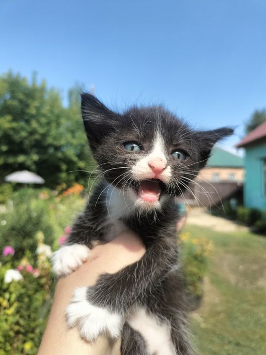 Отдам котят срочно в добрые руки