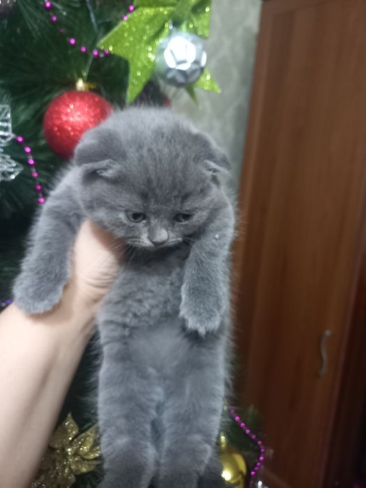 Шикарные котята скоттиш фолд