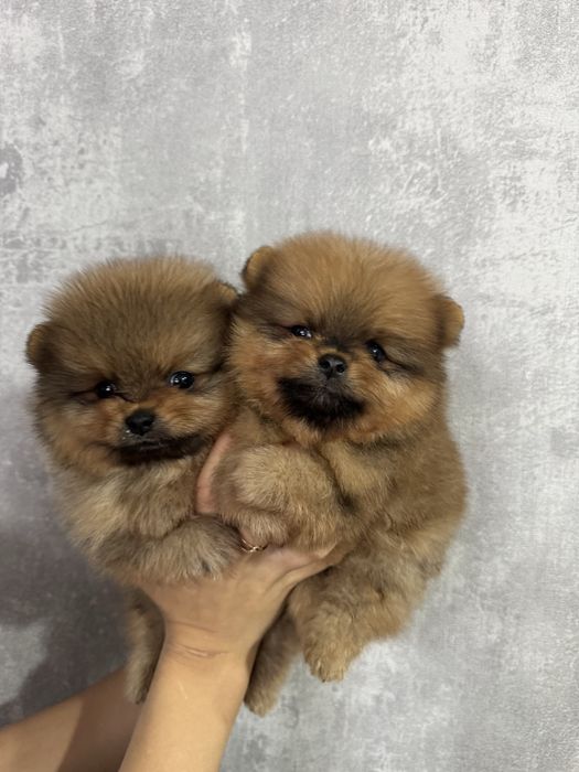 Померанский шпиц