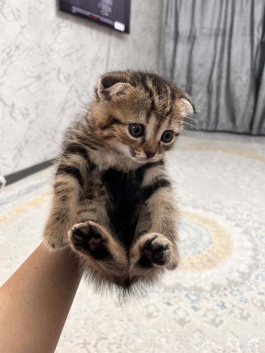 котята котята котята