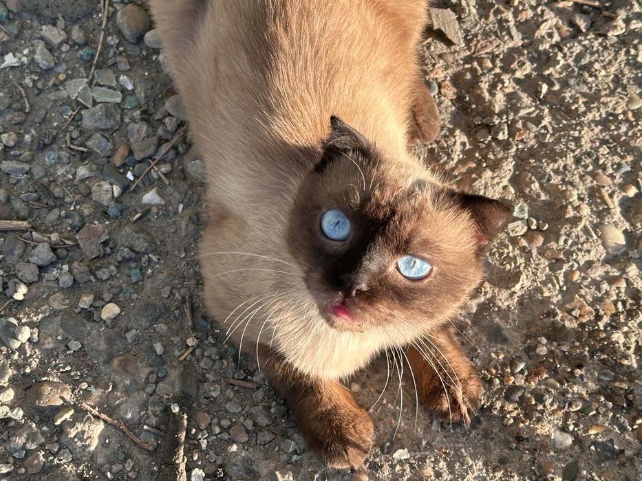 Кот в добрые руки (кошка, котенок, кот)