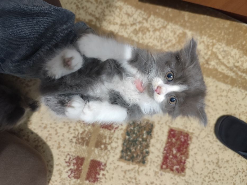 Котята, мальчики