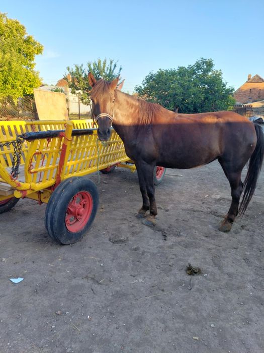 Iapa vândută  doar căruță este valabilă
