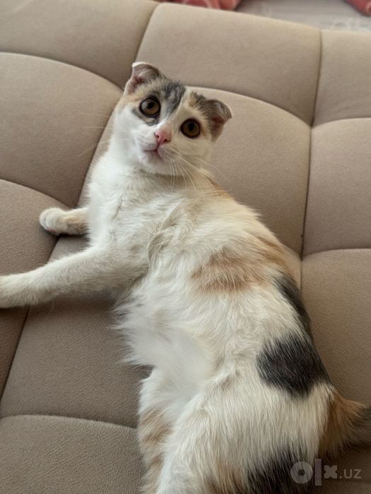Котенок отдам даром