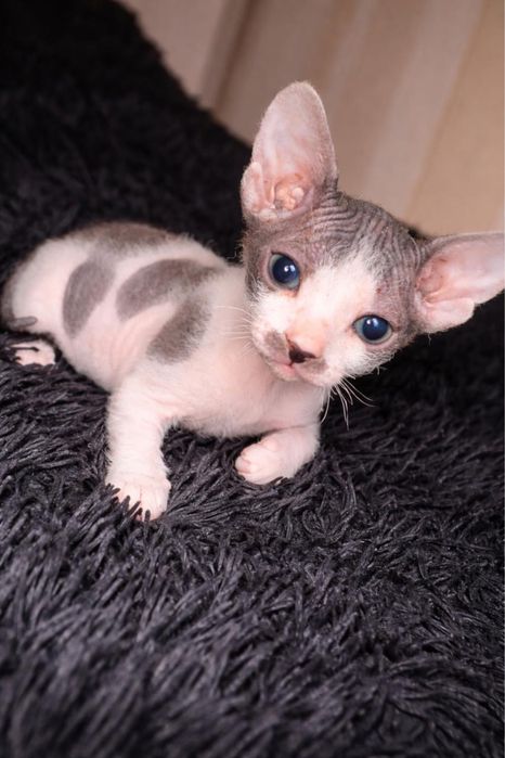 Продается котенок сфинкс девочка