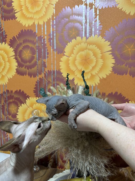 Канадский сфинкс