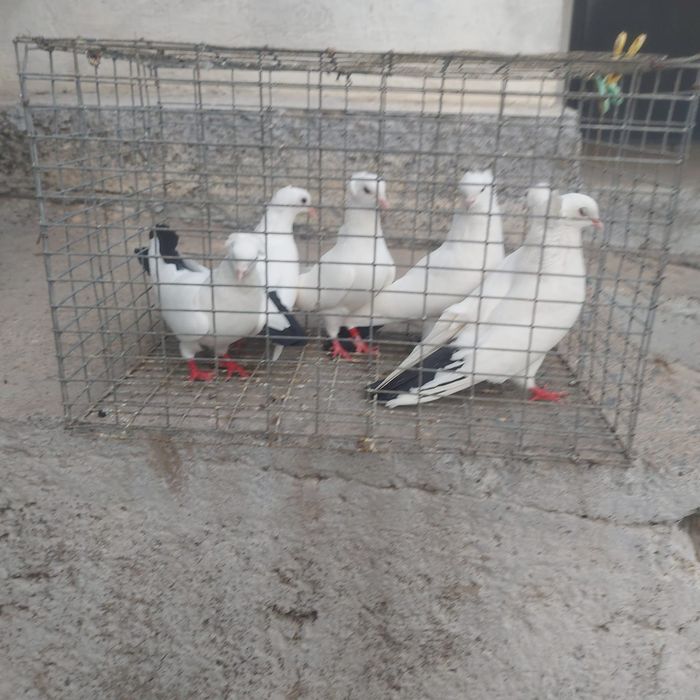 Чернахвост чубати бровястые