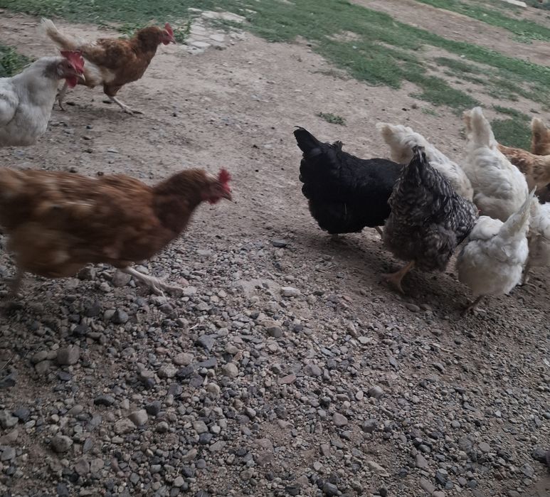 Продам курей домашних