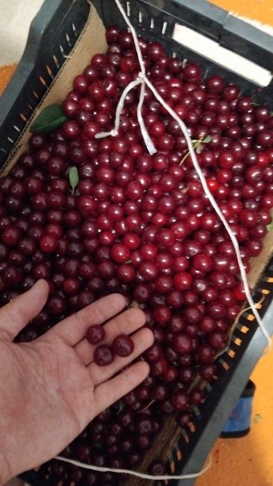 Продам вишню, крупная и сладкая