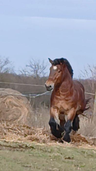 Armăsar de montă