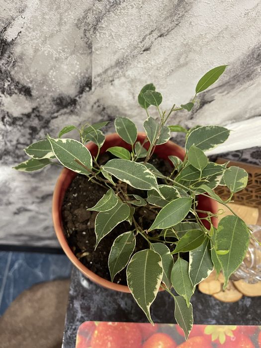 Фикус Бенджамина .