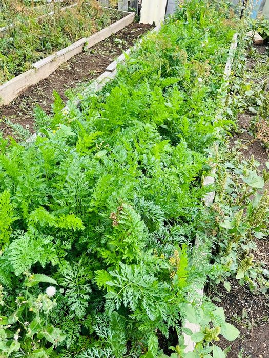 Продам дачу на Темерязева г Степногорск