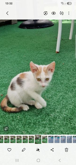 Pisicuta  rasa Calico pt adoptie