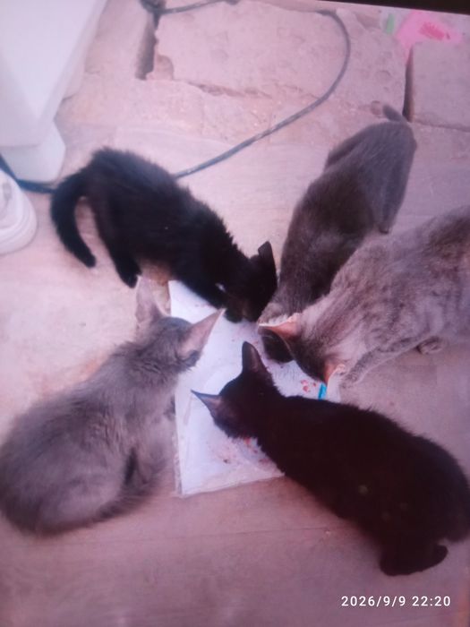 Отдаю котят бесплатно