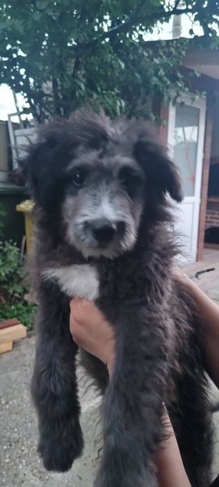 Dau spre adopție catel talie medie