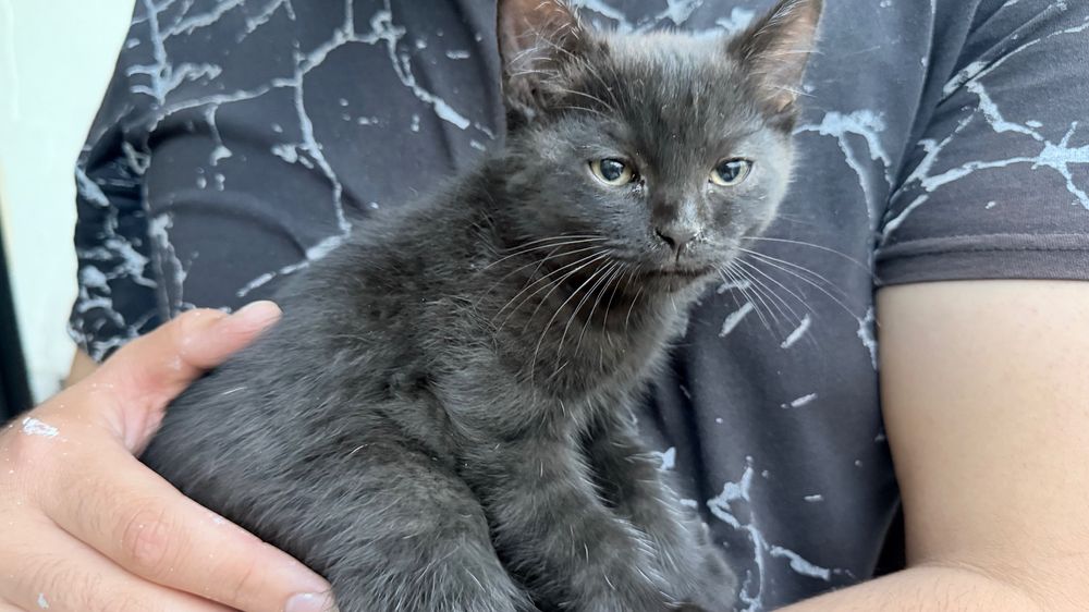 Отдам котят в хорошие руки