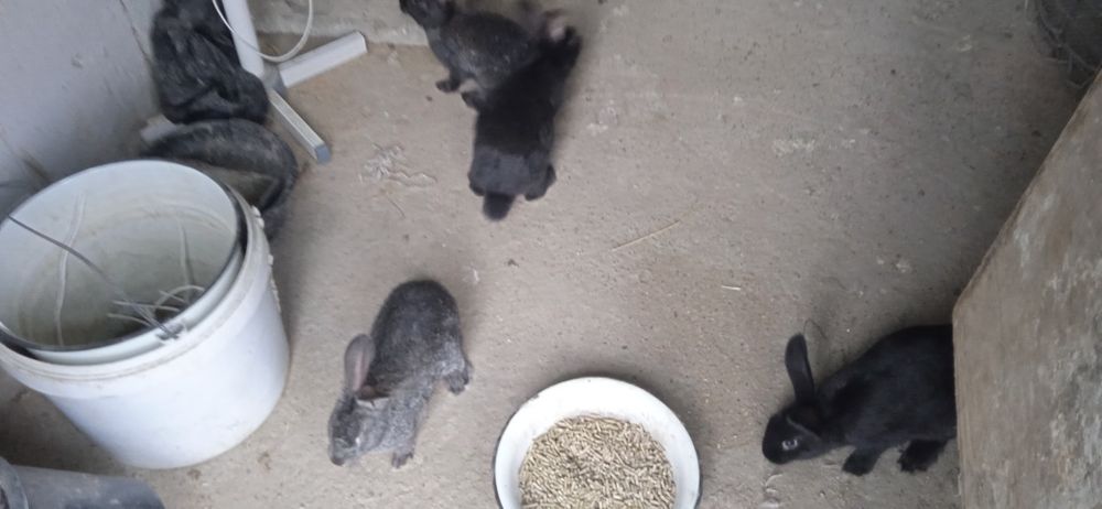 Reks va vilikan quyon