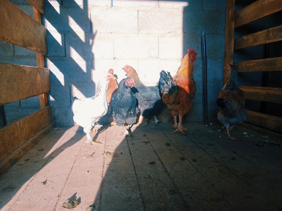 тауық сатылады.                      .