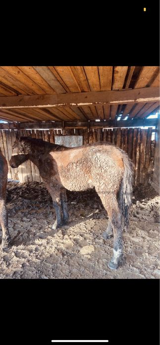 Семіз тайлар сатылады