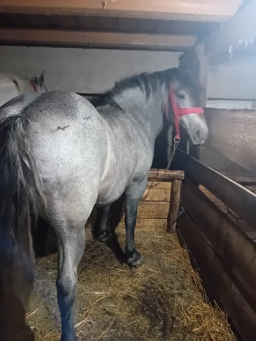 Vând mânză de 3 ani