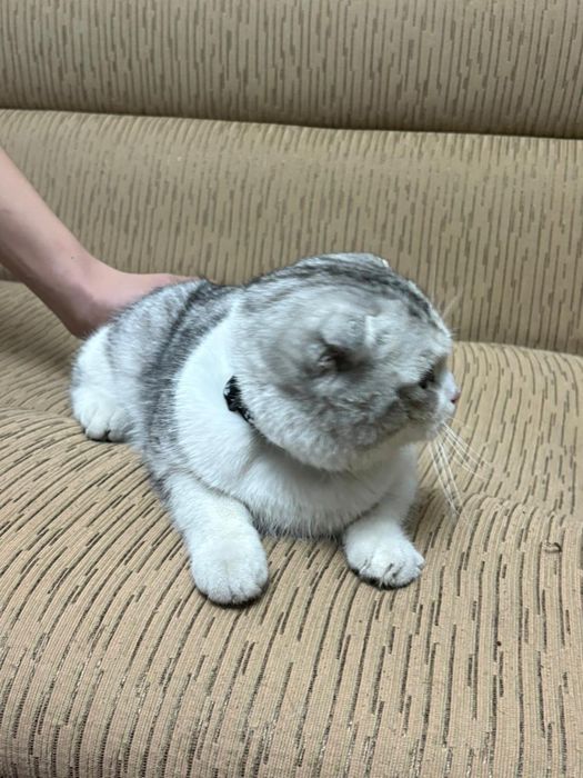 Шотландская кошка