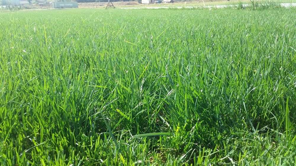 Газон готовый, живой. Сорт "Johnsons"