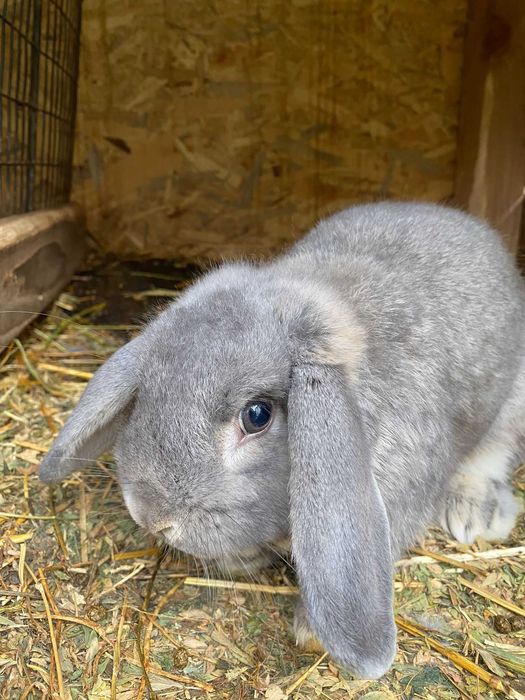 Iepurași de companie Berbec German Pitic