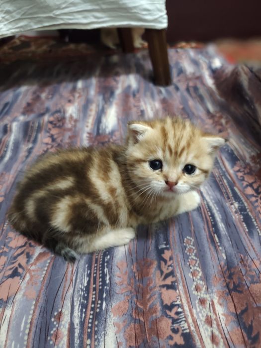 Шиншилла боллари